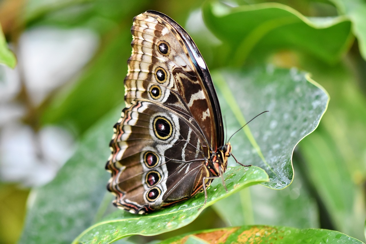 Growing a Butterfly Garden: Plant Choices and Tips